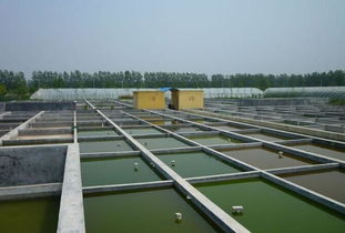 水產(chǎn)養(yǎng)殖專業(yè)畢業(yè)實(shí)踐淺談 從理論到實(shí)踐，兼談新生報(bào)考與飼料選擇