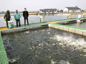 魚(yú)躍“跑道”煥新生 水鄉(xiāng)興起循環(huán)養(yǎng)殖，傳統(tǒng)漁業(yè)駛?cè)肷?jí)快車道